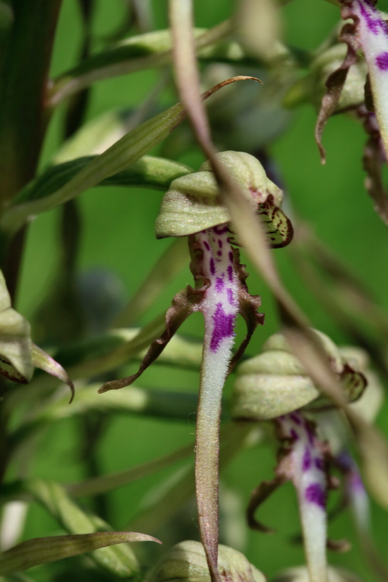 2017_05_25_031707p_Bildgr��e �ndern