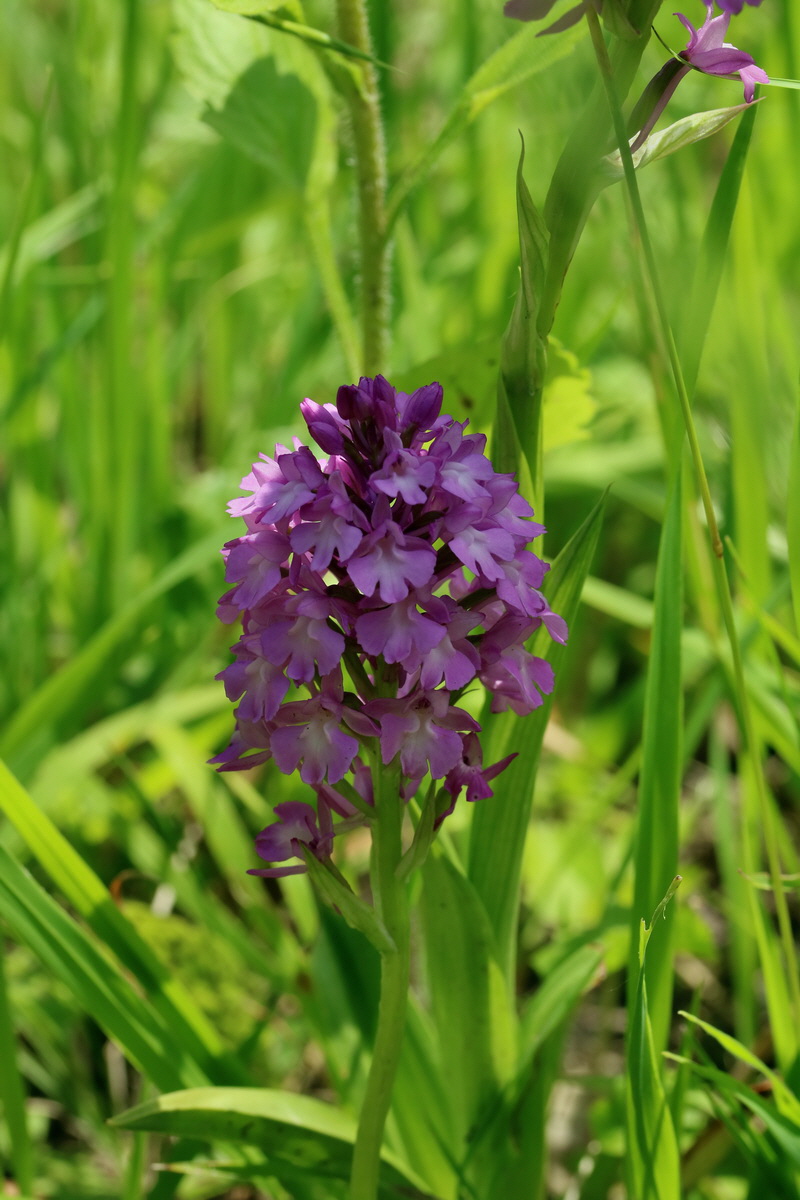 2017_05_25_031810p_Bildgr��e �ndern