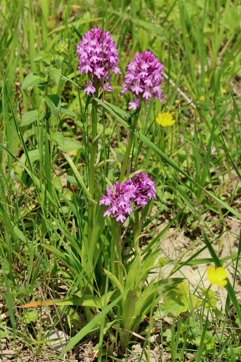 2017_05_25_031820p_Bildgr��e �ndern