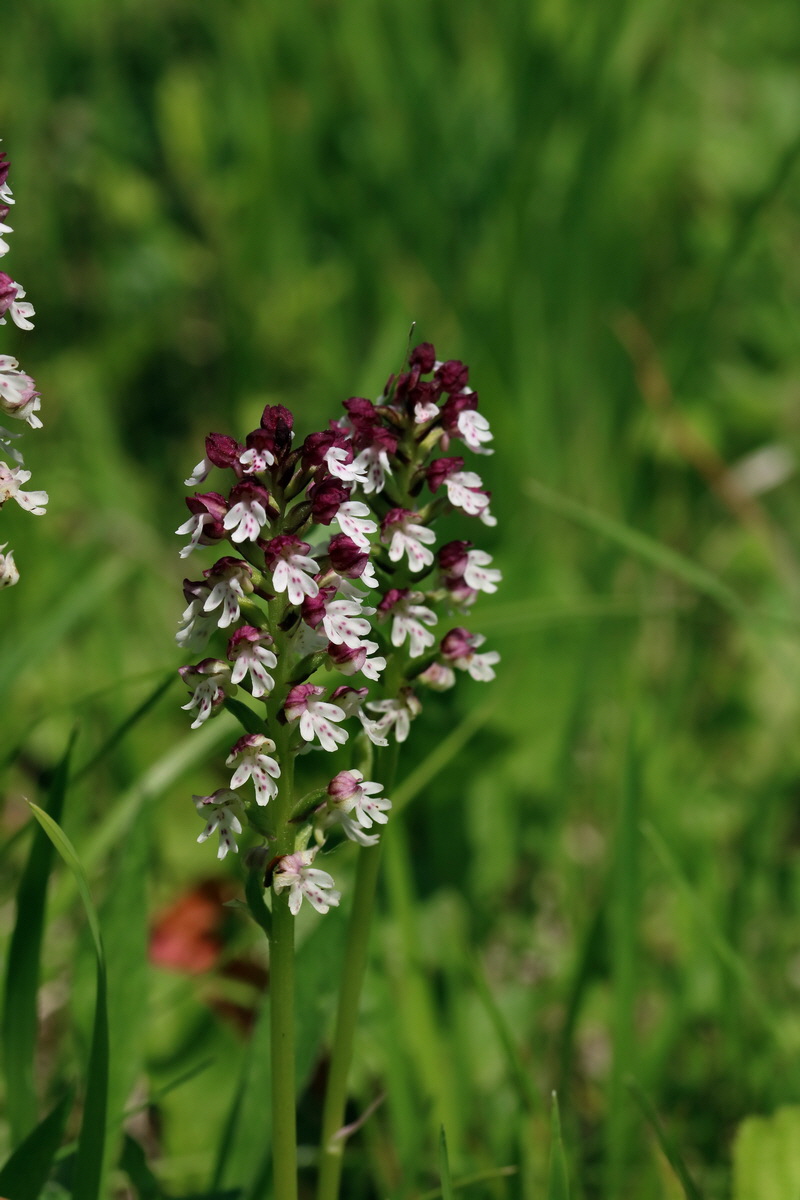 2017_05_25_031823p_Bildgr��e �ndern