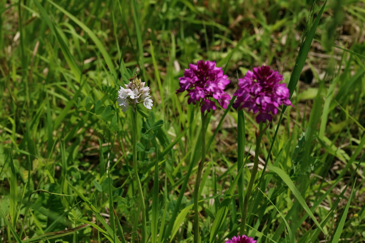 2017_05_25_031852p_Bildgr��e �ndern