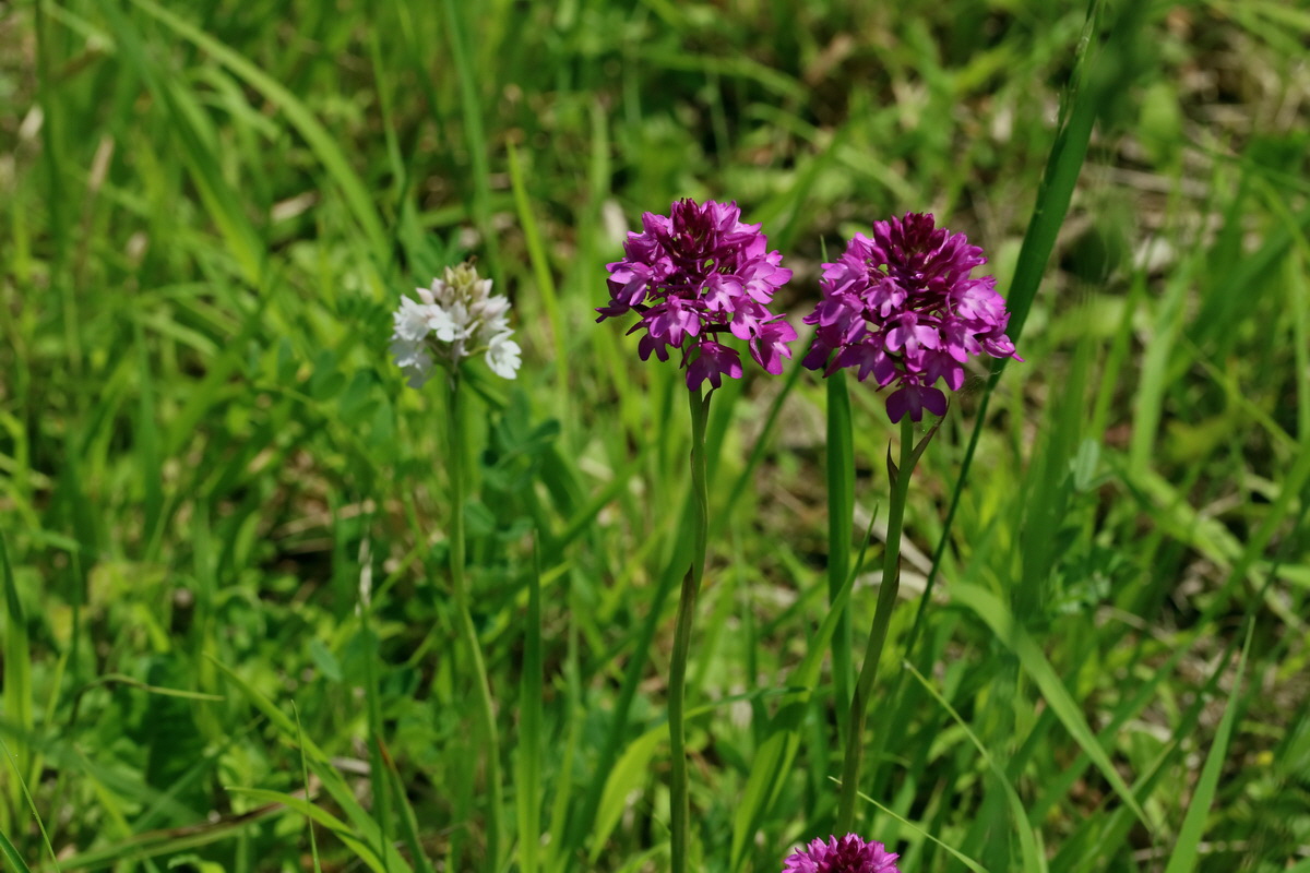 2017_05_25_031856p_Bildgr��e �ndern