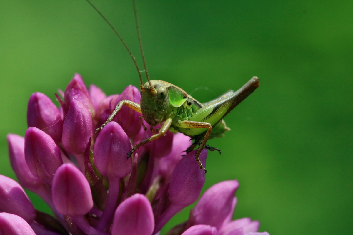 2017_05_25_031932p_Bildgr��e �ndern