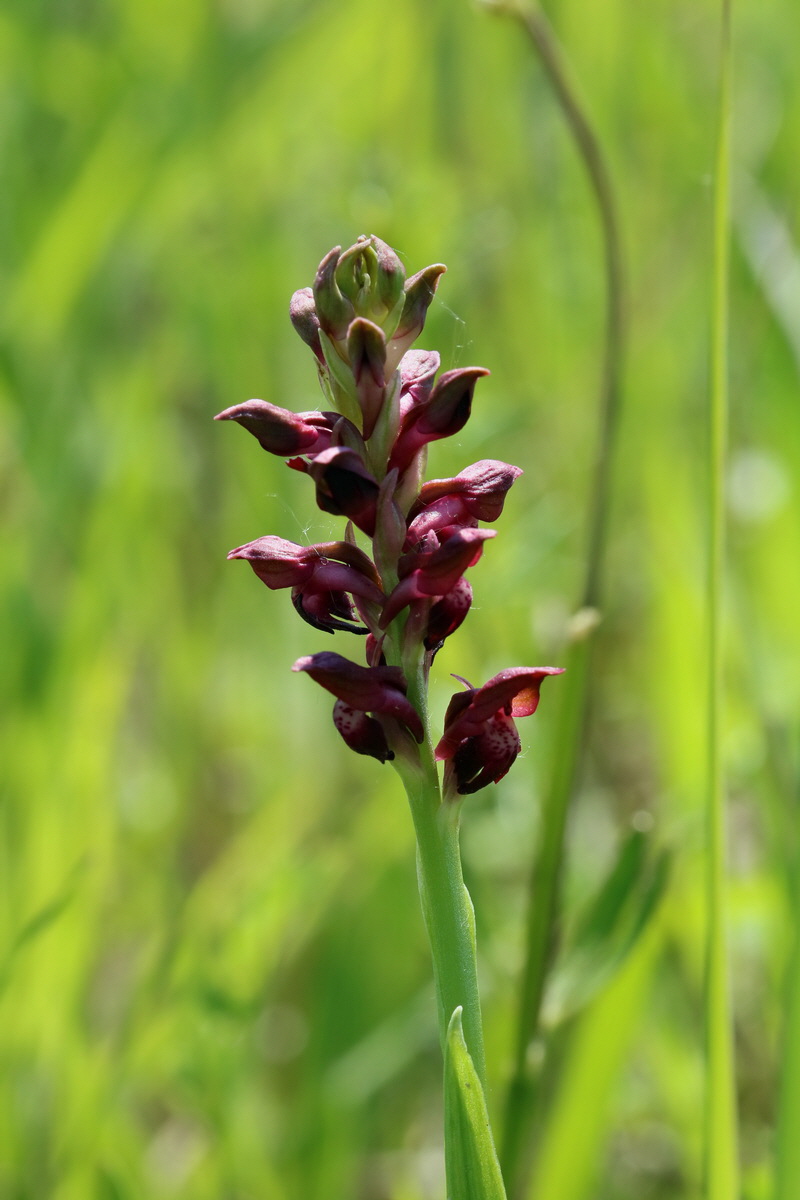 2017_05_25_032031p_Bildgr��e �ndern