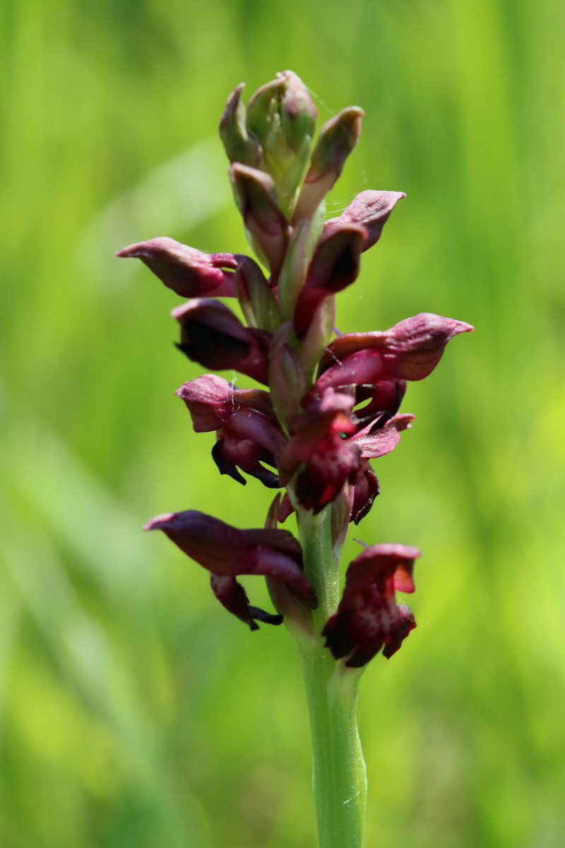 2017_05_25_032035p_Bildgr��e �ndern