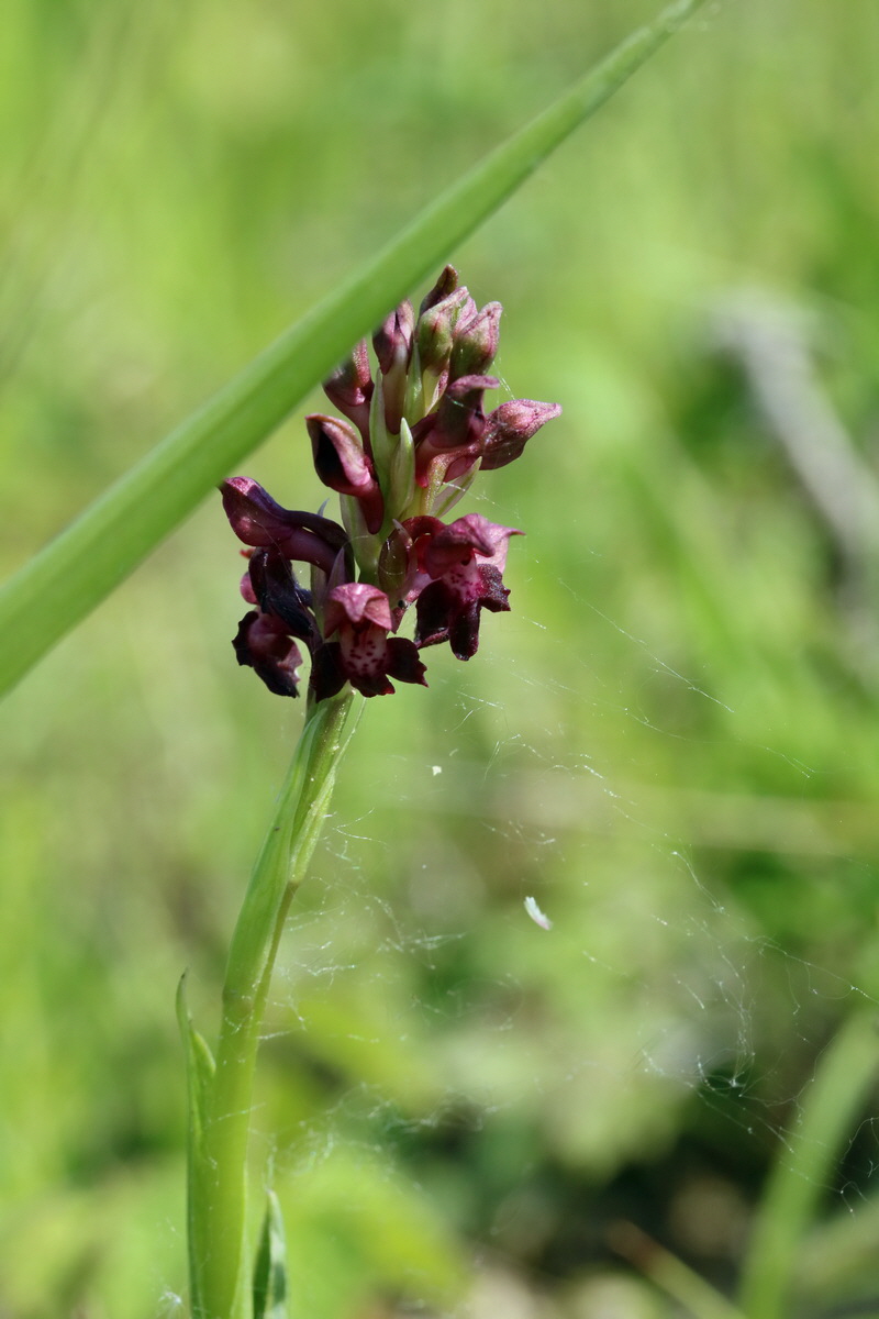 2017_05_25_032042p_Bildgr��e �ndern