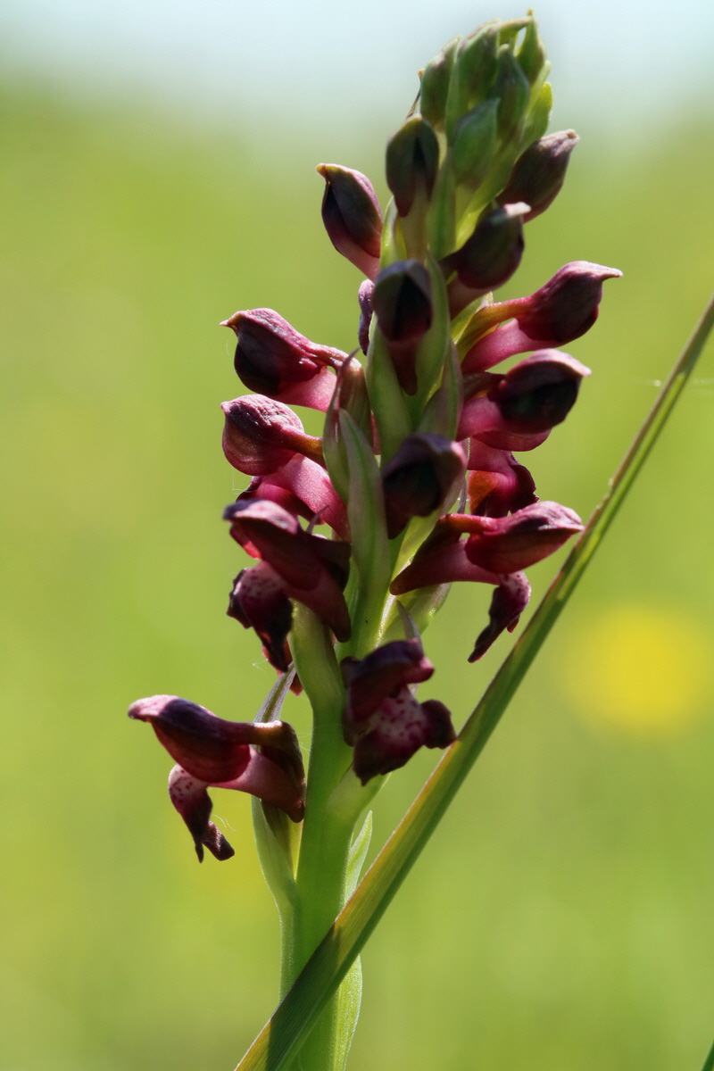 2017_05_25_032046p_Bildgr��e �ndern