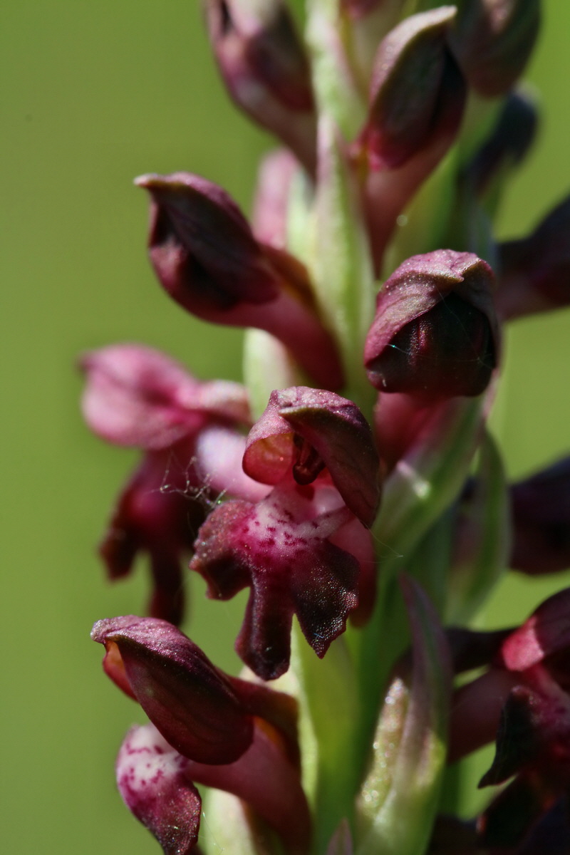 2017_05_25_032070p_Bildgr��e �ndern