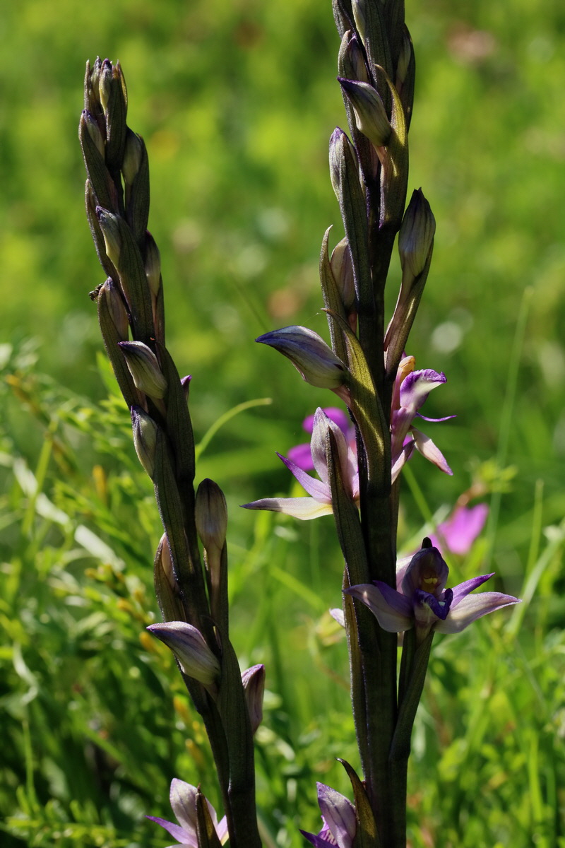 2017_05_25_032099p_Bildgr��e �ndern