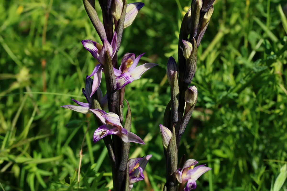 2017_05_25_032137p_Bildgr��e �ndern