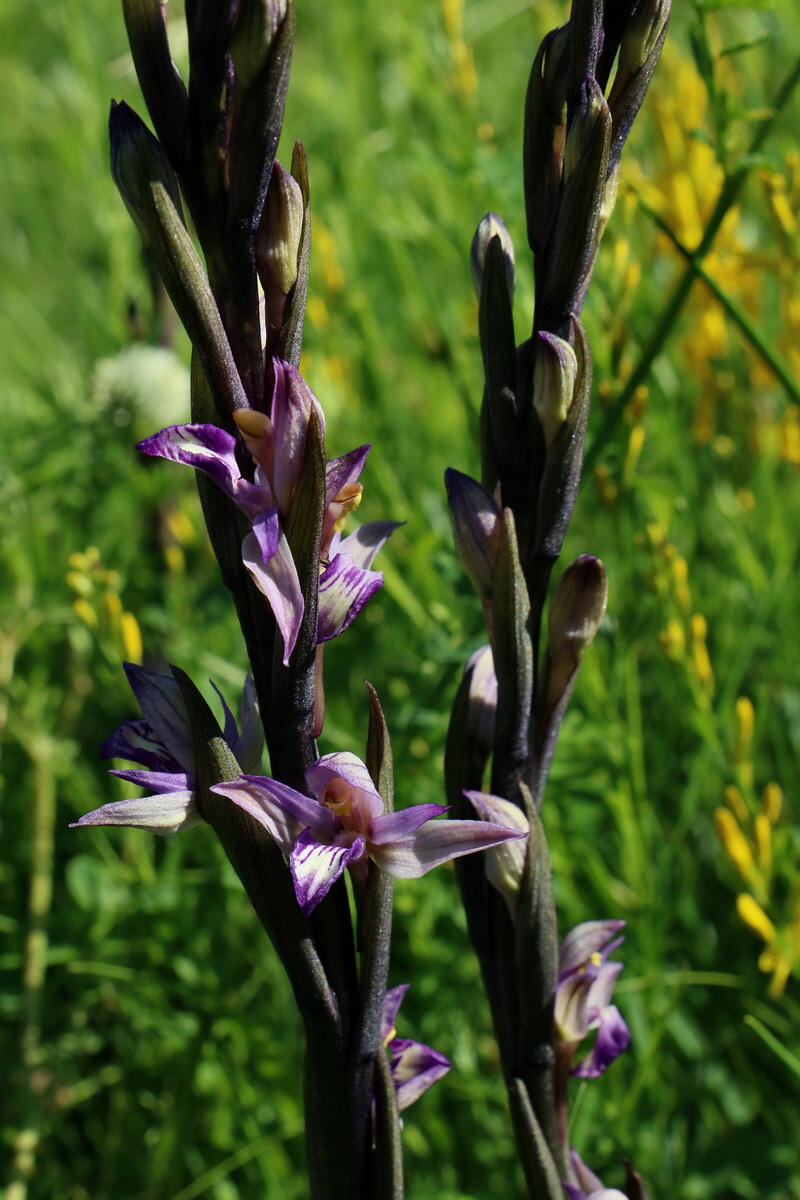 2017_05_25_032175p_Bildgr��e �ndern