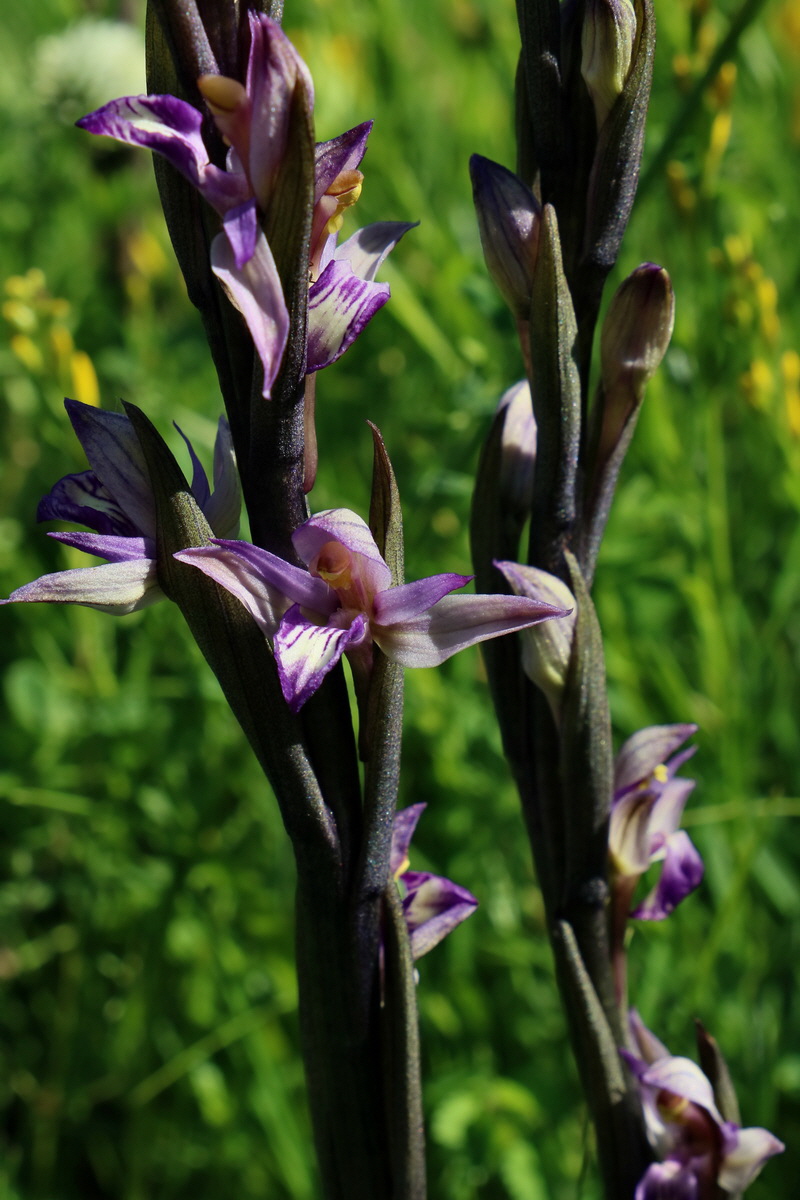 2017_05_25_032180p_Bildgr��e �ndern