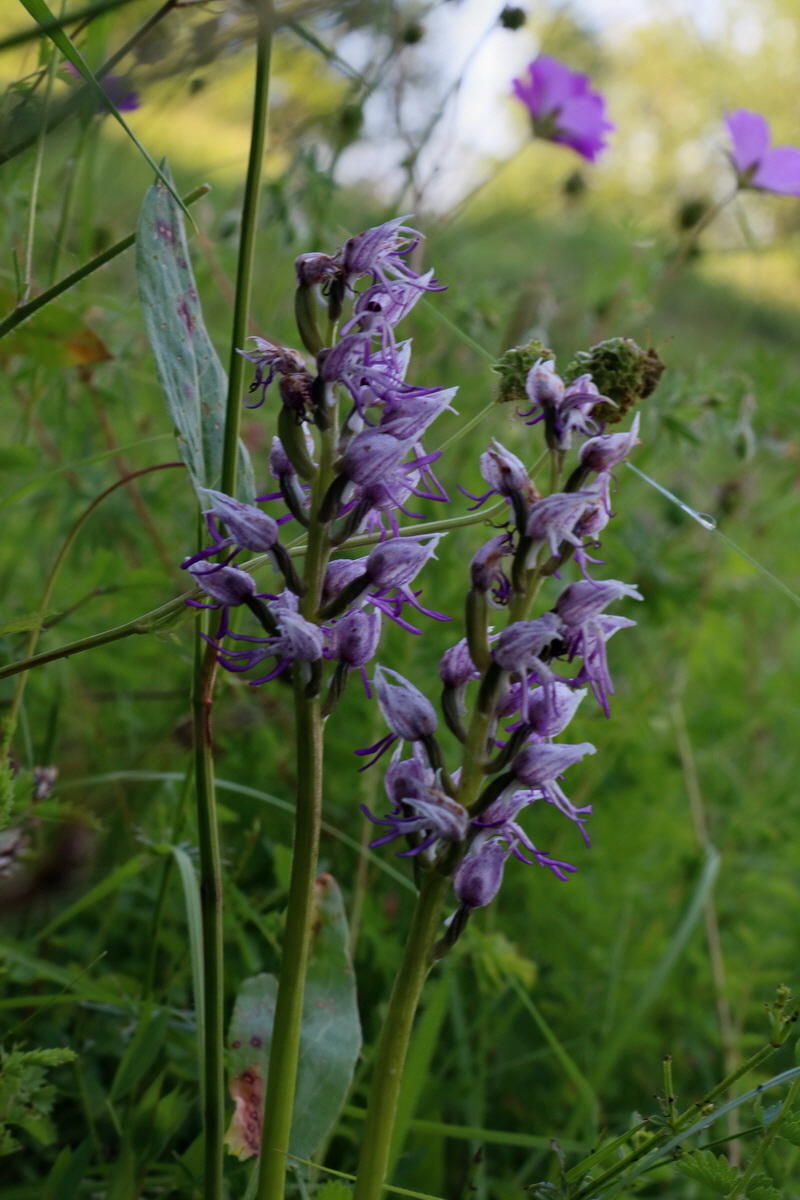 2017_05_25_032191p_Bildgr��e �ndern