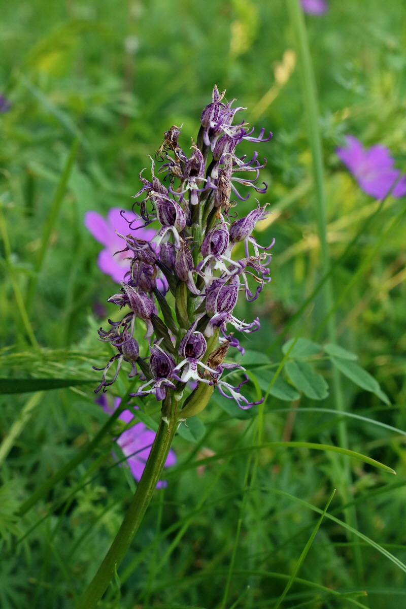 2017_05_25_032199p_Bildgr��e �ndern