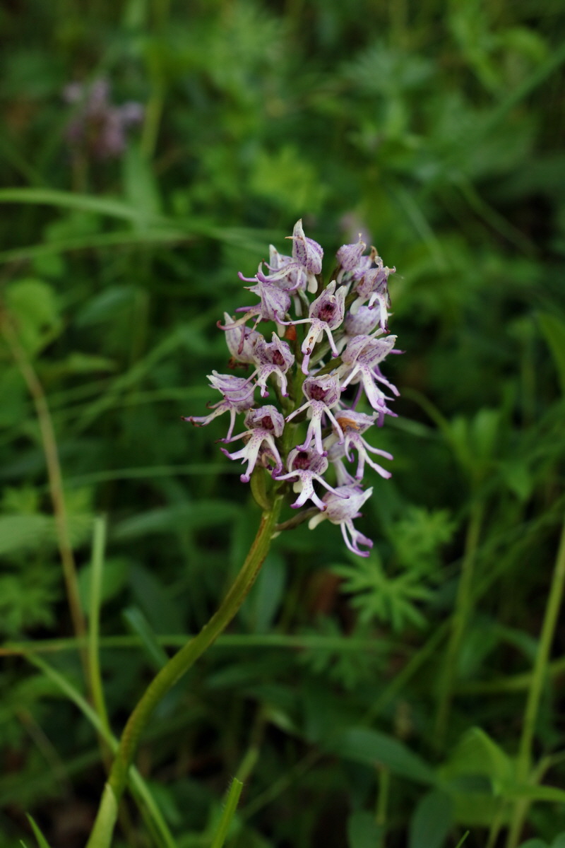 2017_05_25_032212p_Bildgr��e �ndern