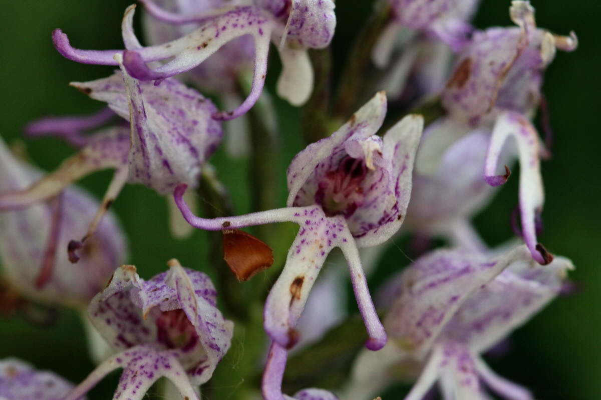 2017_05_25_032279p_Bildgr��e �ndern