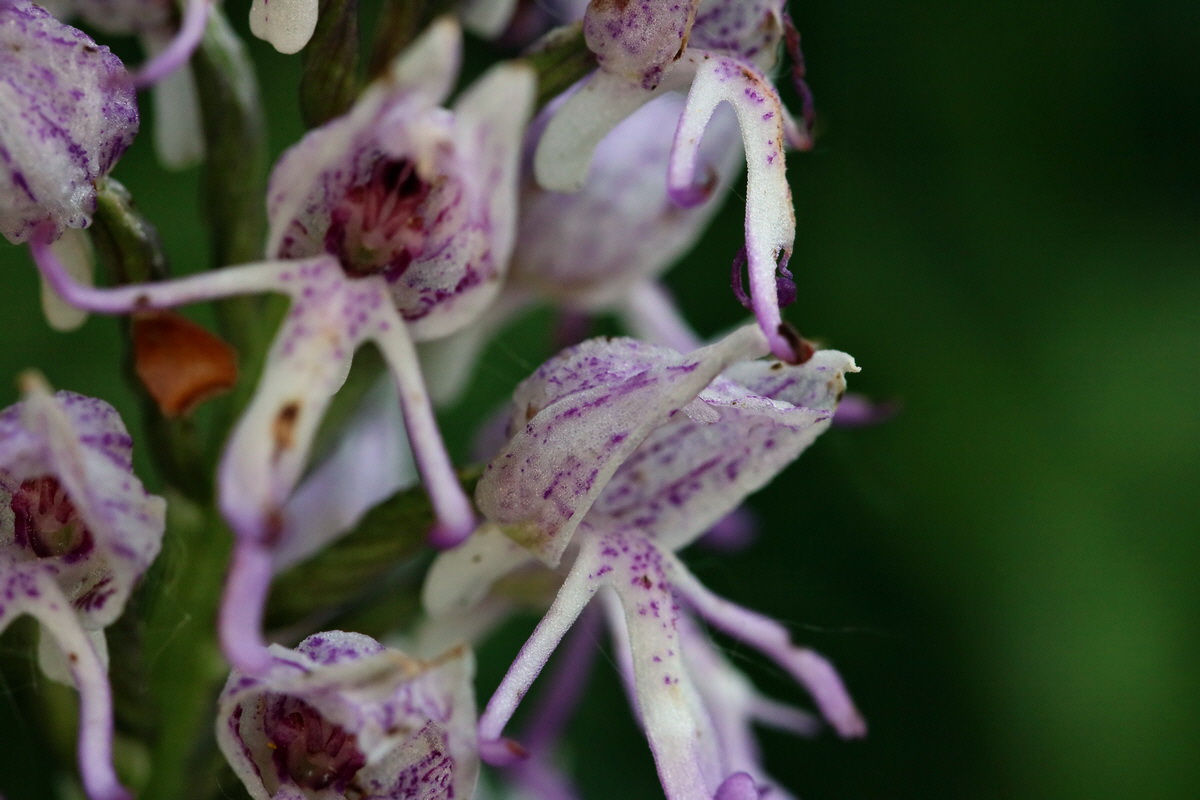 2017_05_25_032295p_Bildgr��e �ndern