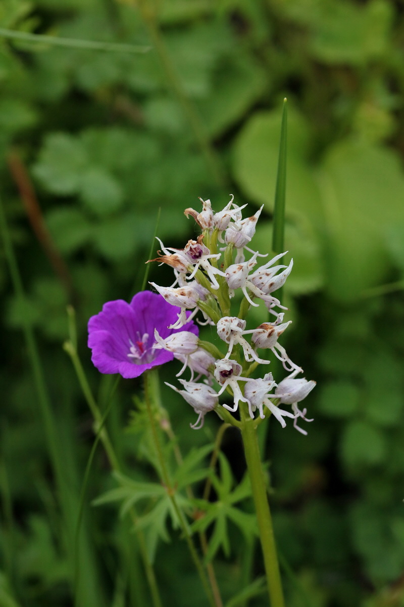 2017_05_25_032465p_Bildgr��e �ndern