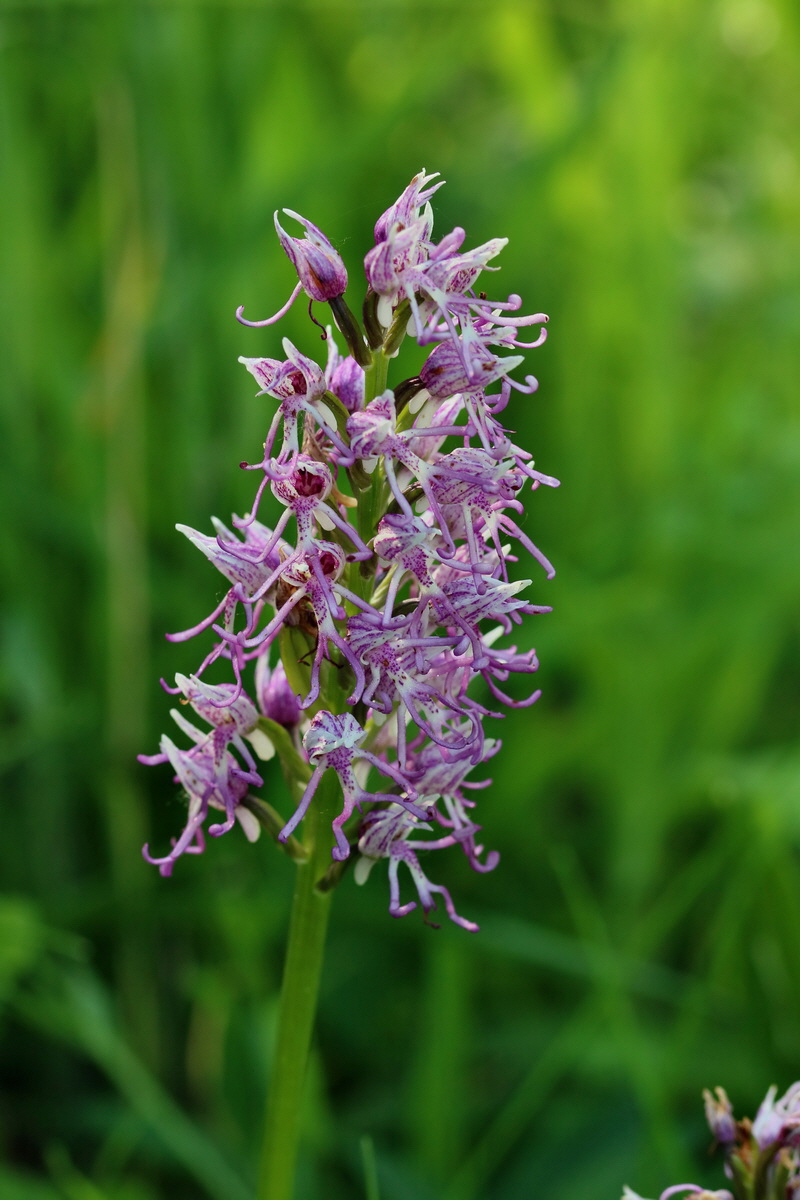 2017_05_25_032495p_Bildgr��e �ndern