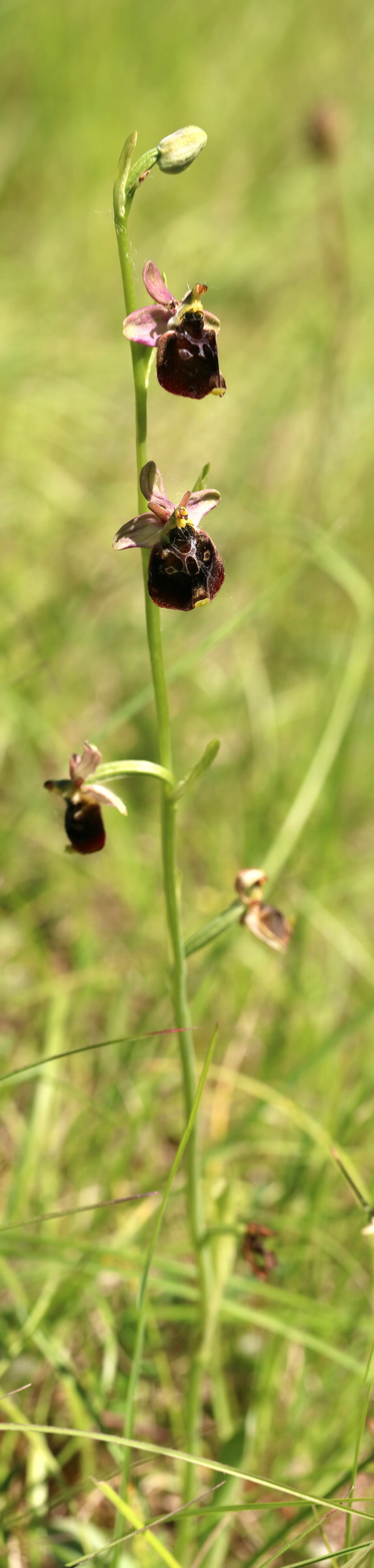 [Group 2]-2017_05_26_032855_2017_05_26_032873-19 images_Bildgr��e �ndern