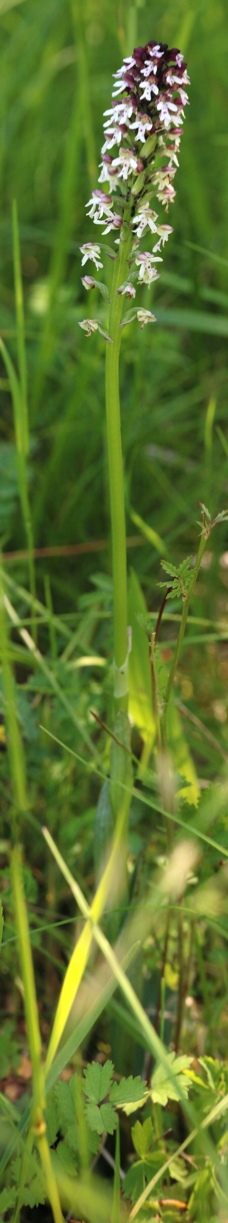 [Group 21]-2017_05_26_033495_2017_05_26_033515-21 images_Bildgr��e �ndern