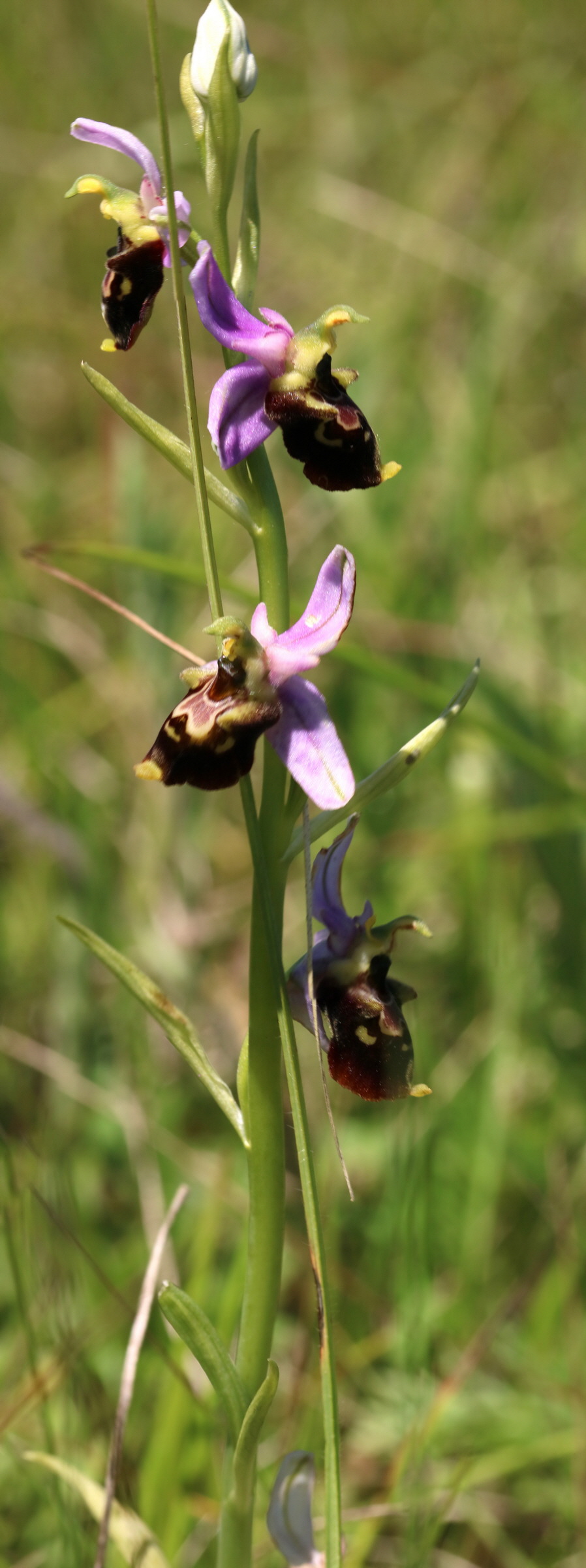 [Group 22]-2017_05_26_033557_2017_05_26_033581-25 images_Bildgr��e �ndern