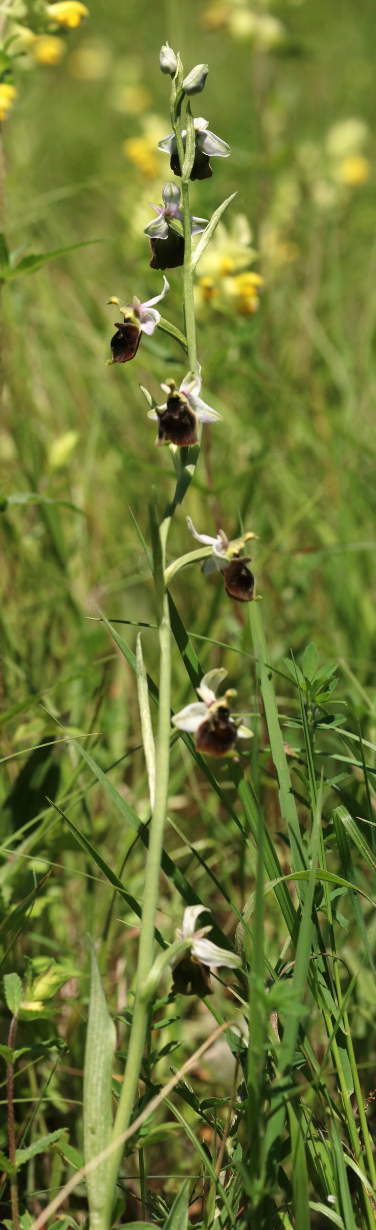 [Group 25]-2017_05_26_032629_2017_05_26_032643-15 images_Bildgr��e �ndern