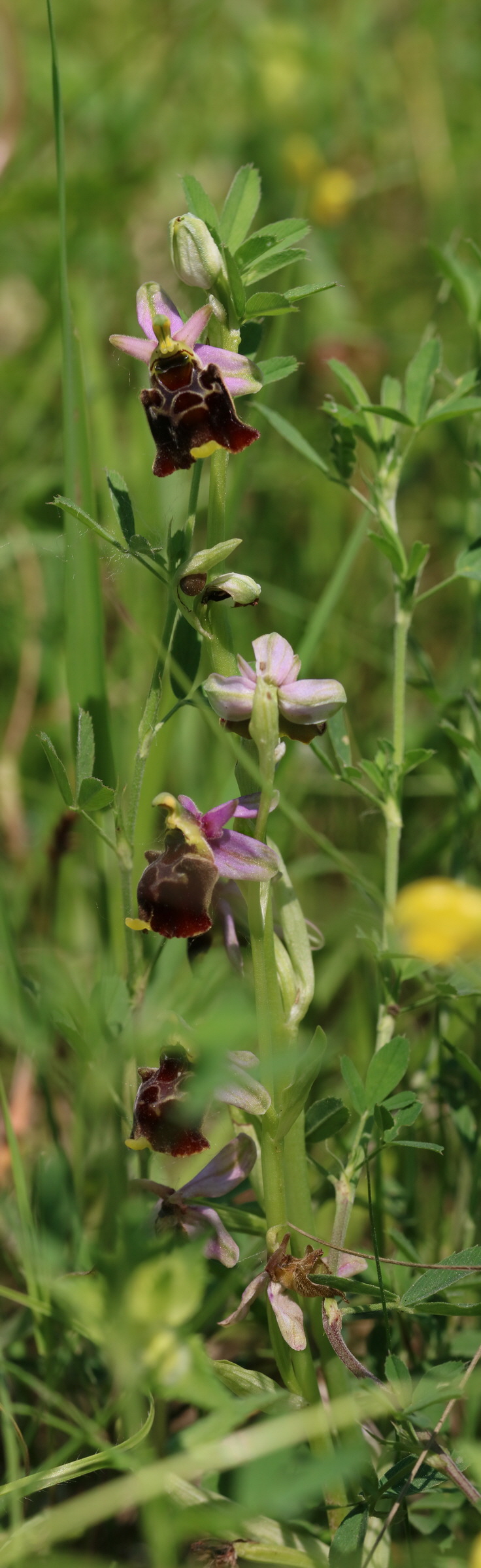 [Group 25]-2017_05_26_032644_2017_05_26_032651-8 images_Bildgr��e �ndern