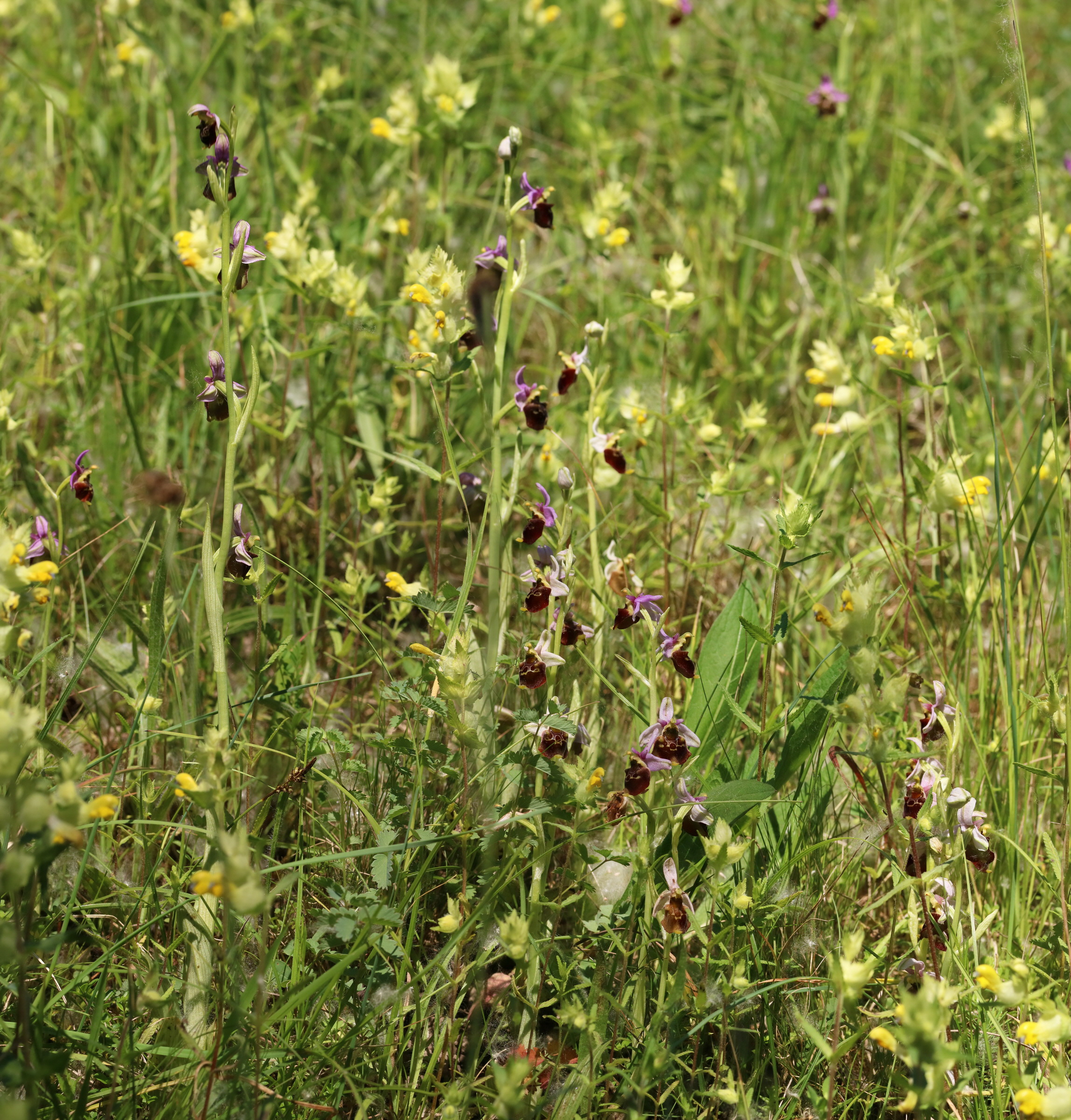 [Group 25]-2017_05_26_032683_2017_05_26_032699-17 images_Bildgr��e �ndern