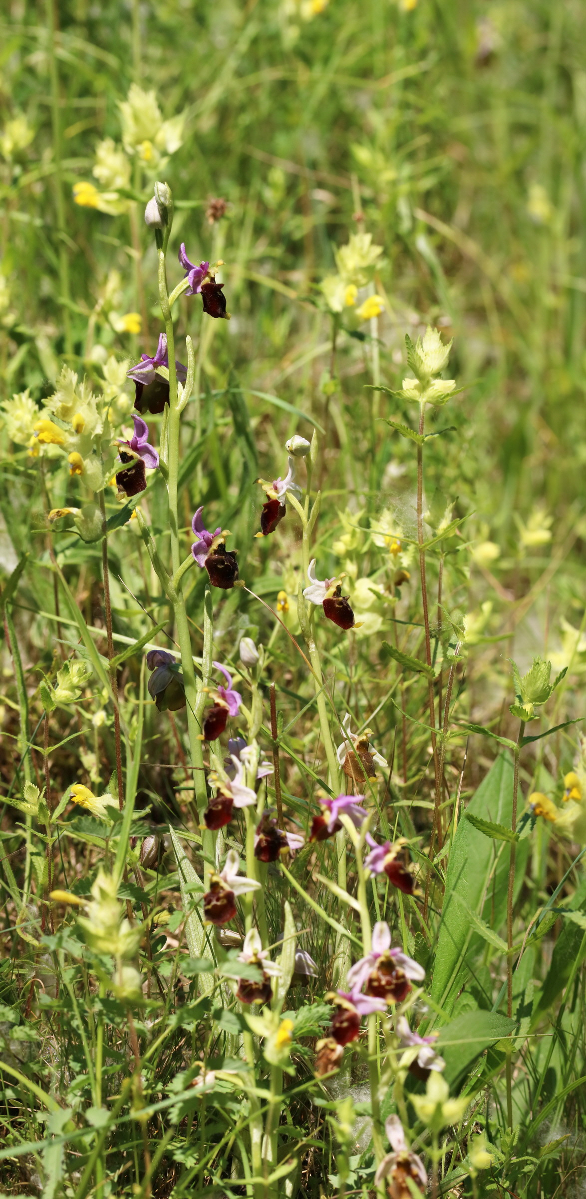 [Group 25]-2017_05_26_032700_2017_05_26_032710-11 images_Bildgr��e �ndern