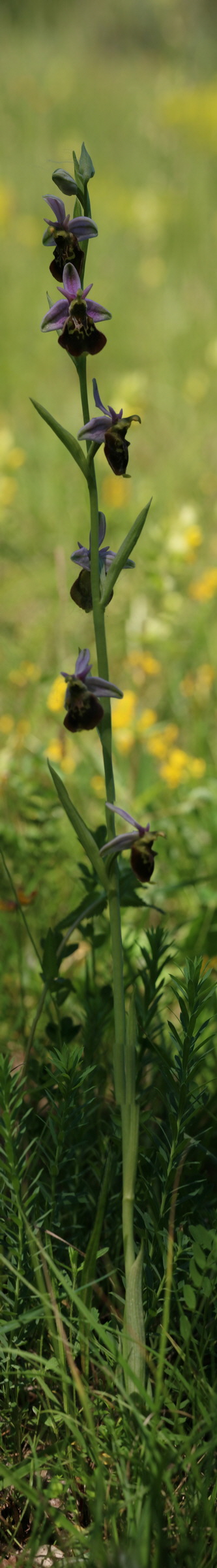 [Group 4]-2017_05_26_032931_2017_05_26_032967-37 images_Bildgr��e �ndern