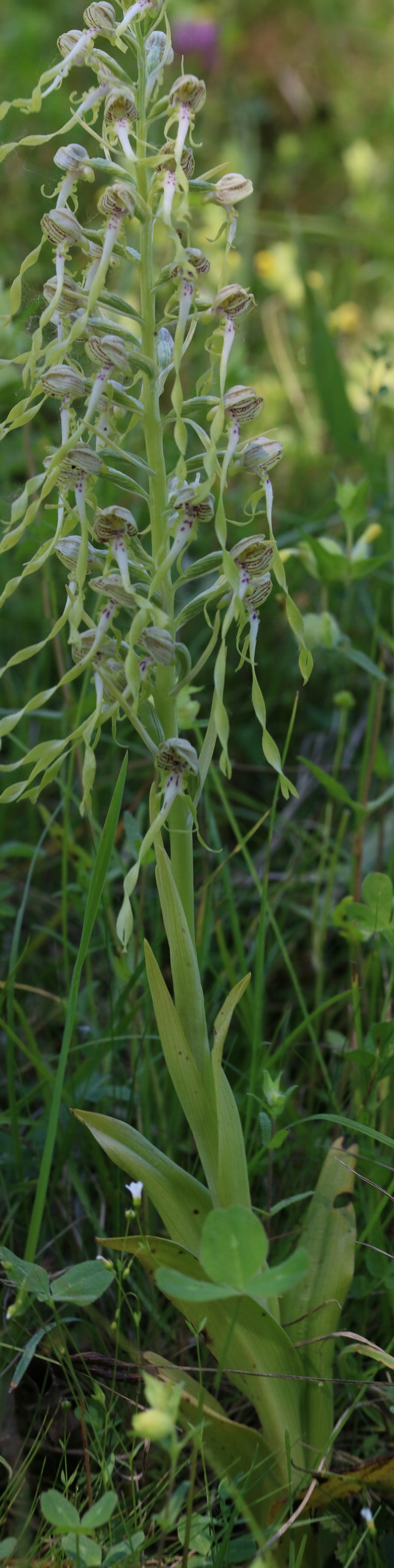 [Group 5]-2017_05_26_032983_2017_05_26_033002-20 images_Bildgr��e �ndern