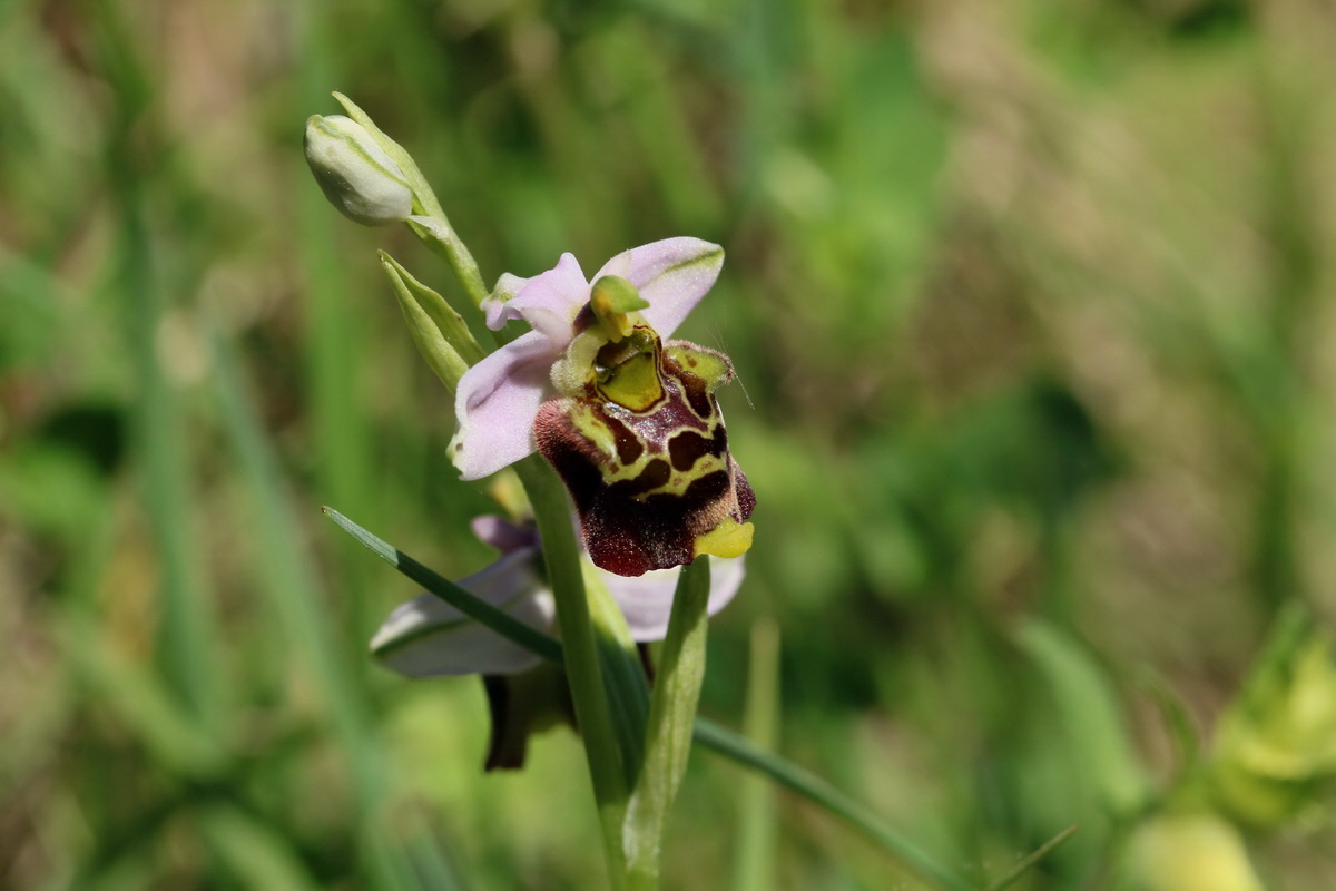 2017_05_26_032589p_Bildgr��e �ndern