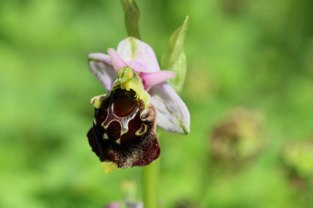 2017_05_26_032596p_Bildgr��e �ndern