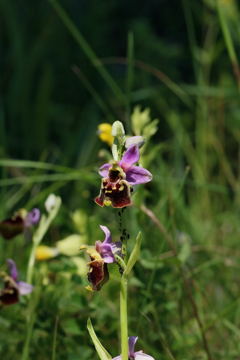 2017_05_26_032603p_Bildgr��e �ndern