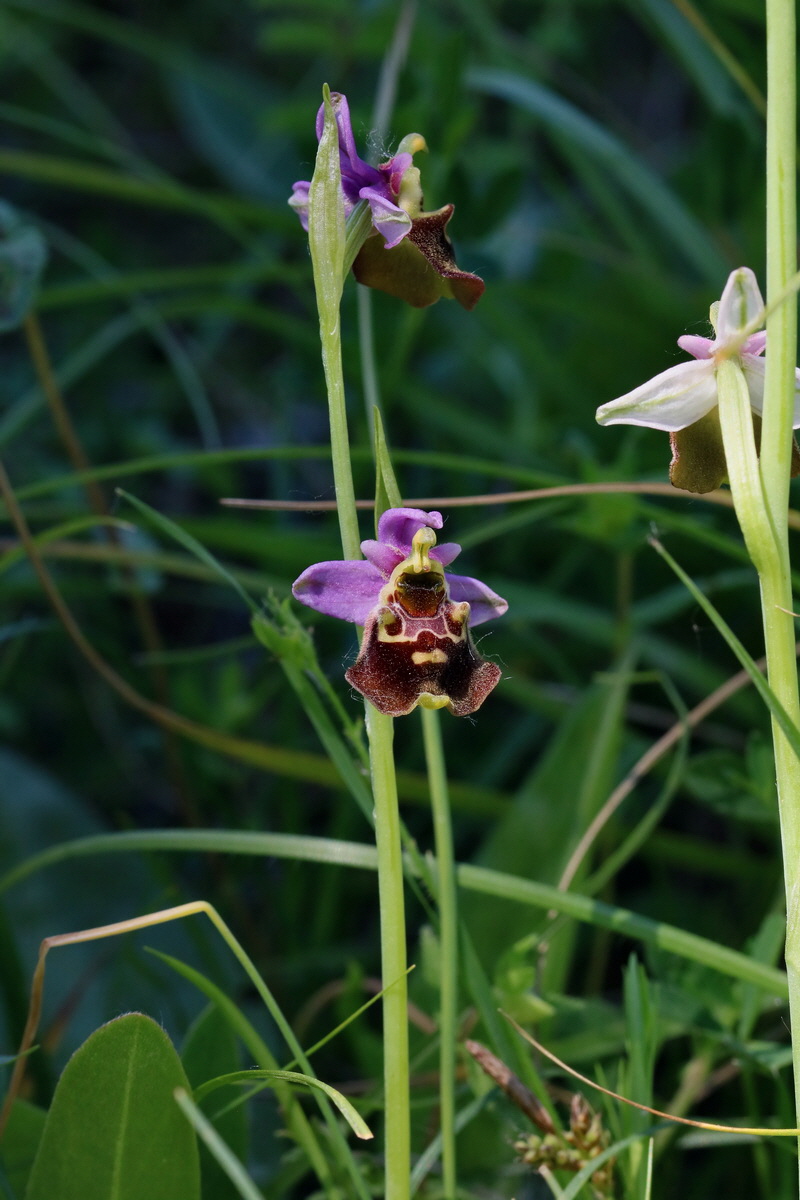 2017_05_26_032613p_Bildgr��e �ndern