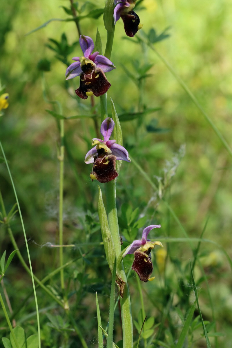 2017_05_26_032620p_Bildgr��e �ndern