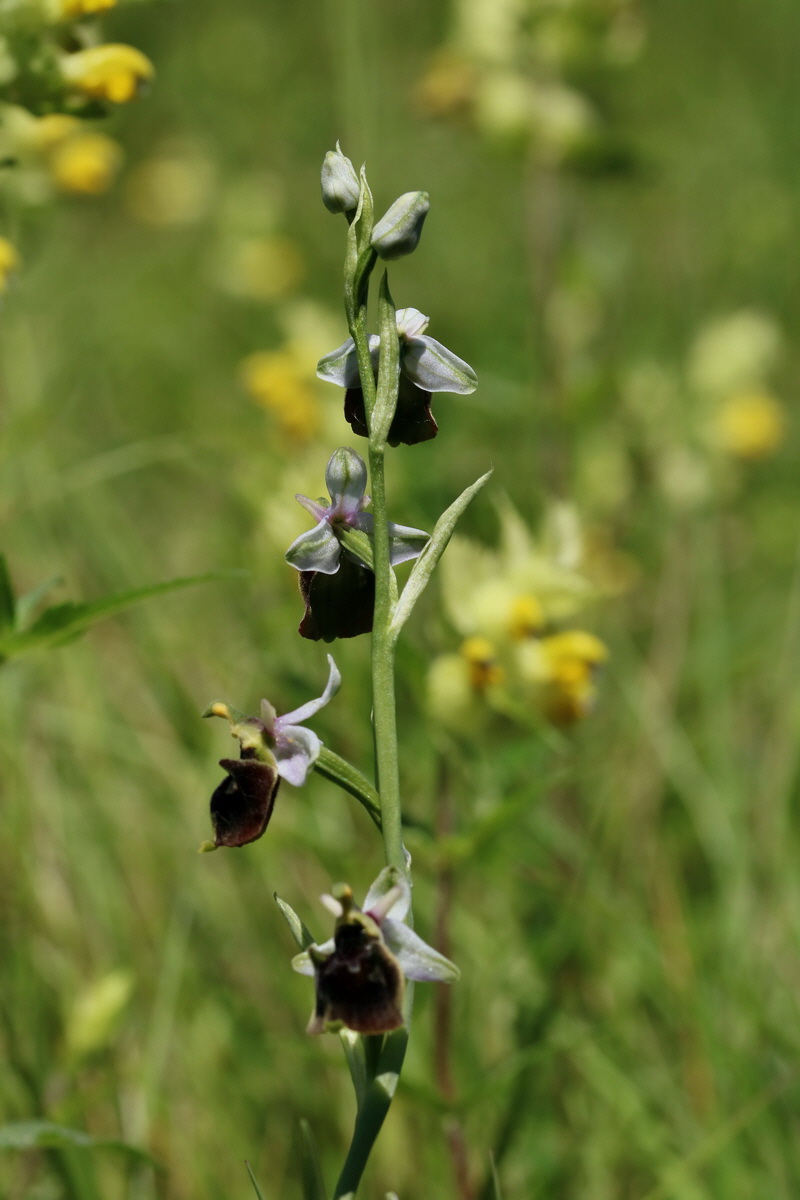 2017_05_26_032630p_Bildgr��e �ndern