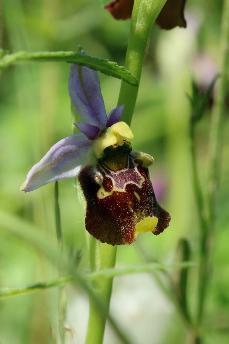 2017_05_26_032652p_Bildgr��e �ndern