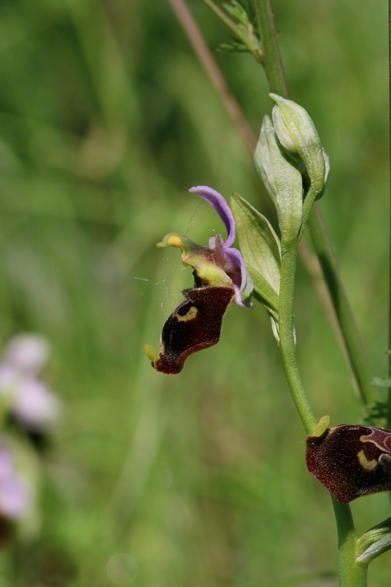 2017_05_26_032657p_Bildgr��e �ndern