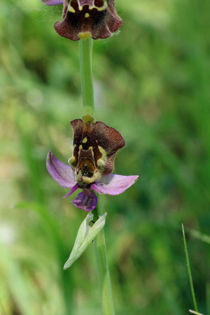 2017_05_26_032668p_Bildgr��e �ndern