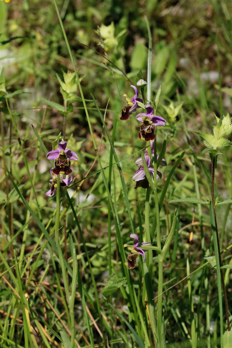 2017_05_26_032681p_Bildgr��e �ndern