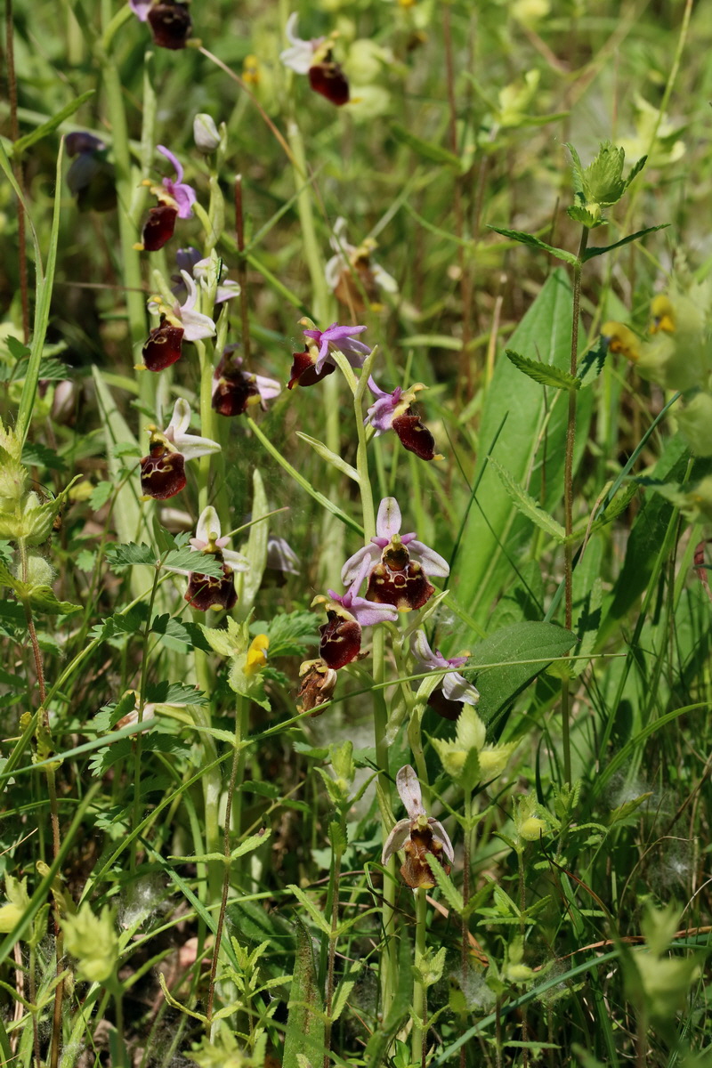 2017_05_26_032701p_Bildgr��e �ndern