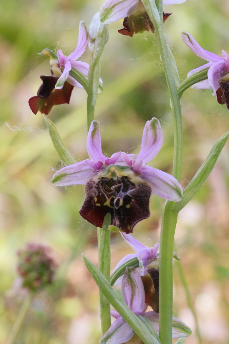 2017_05_26_032724a_Bildgr��e �ndern