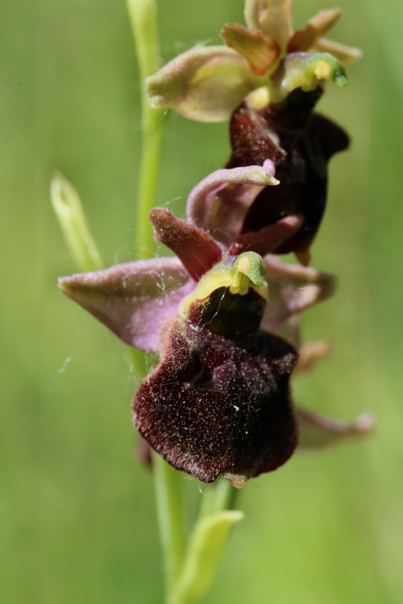 2017_05_26_032732p_Bildgr��e �ndern