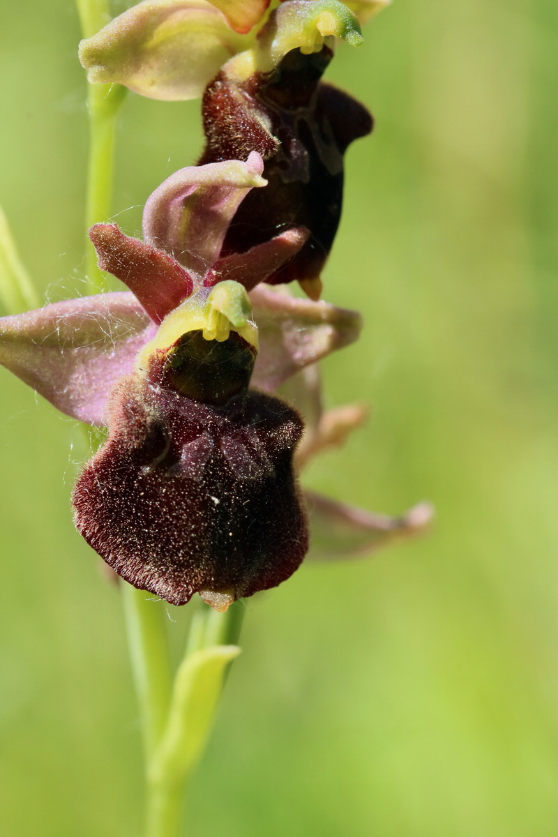 2017_05_26_032736p_Bildgr��e �ndern