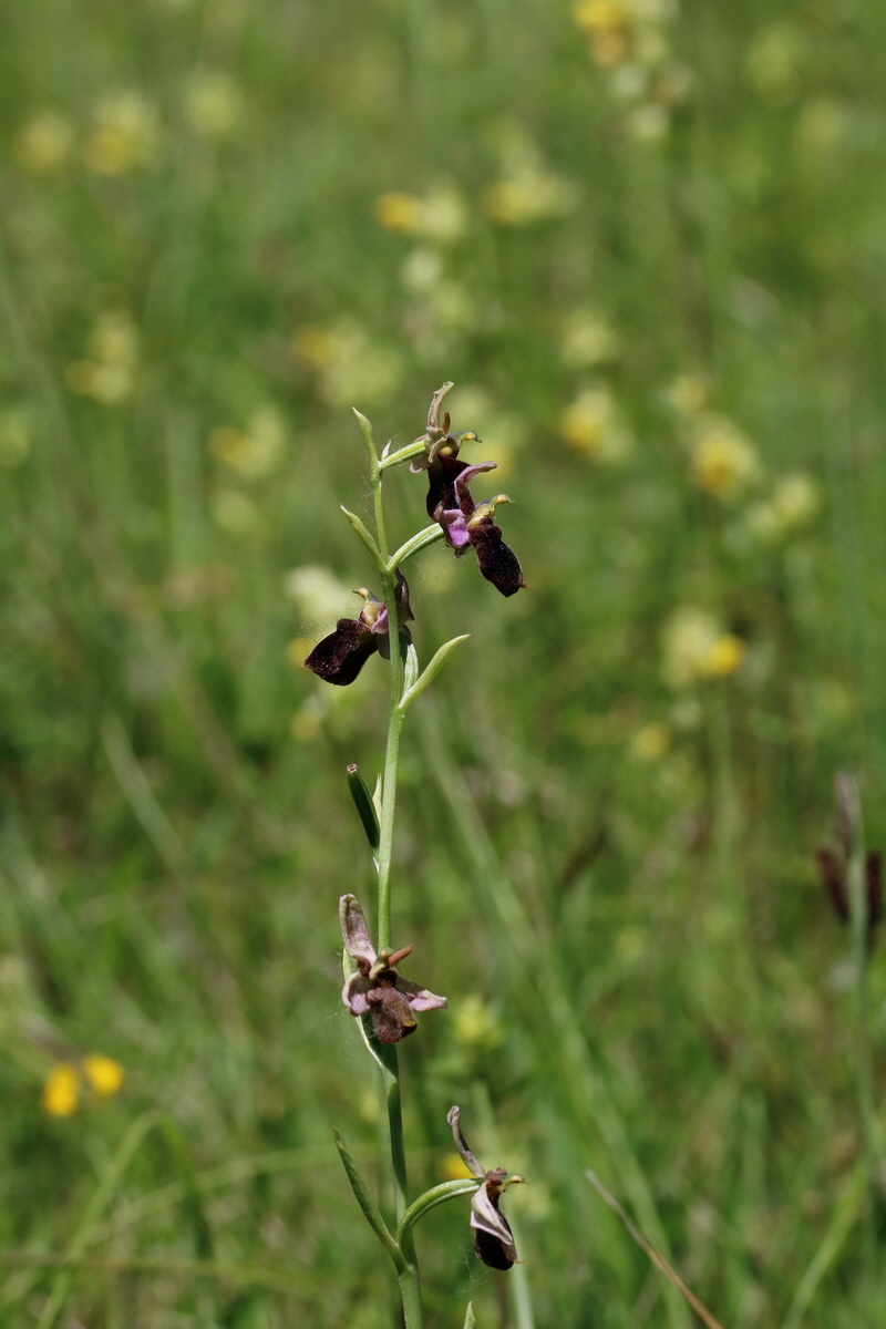 2017_05_26_032744p_Bildgr��e �ndern