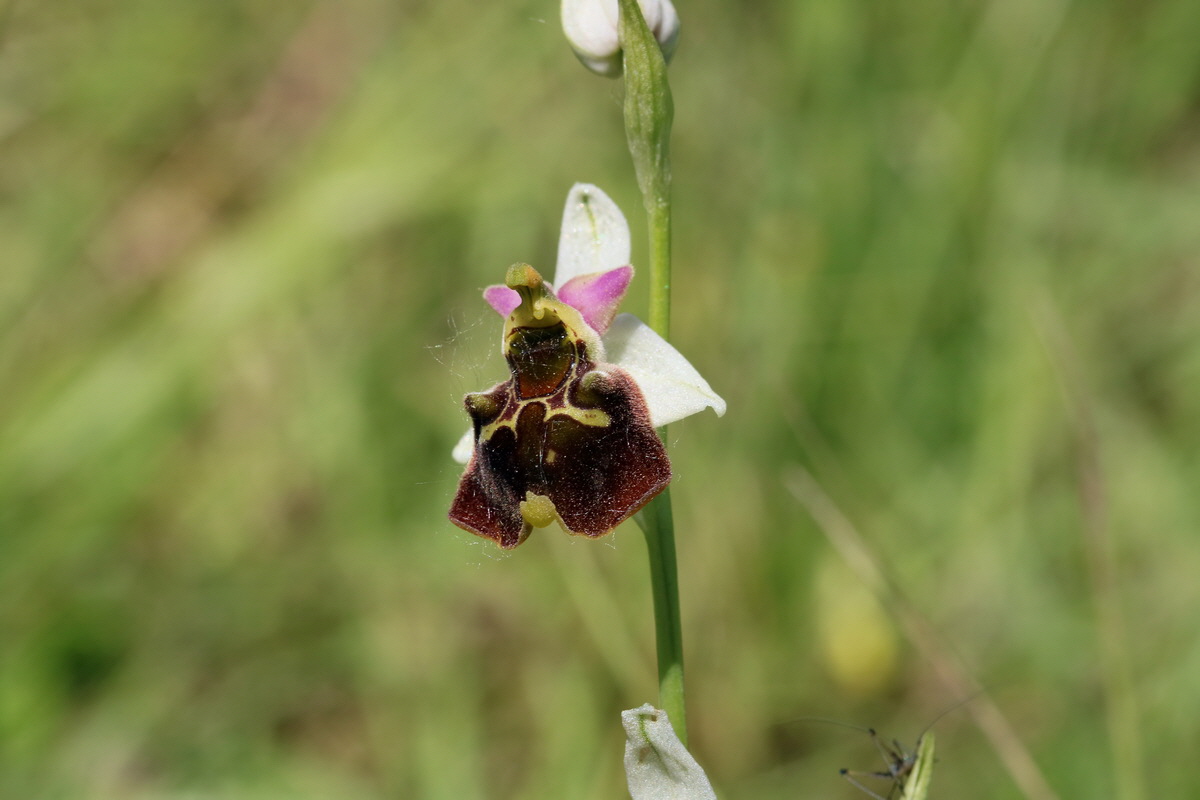 2017_05_26_032747p_Bildgr��e �ndern