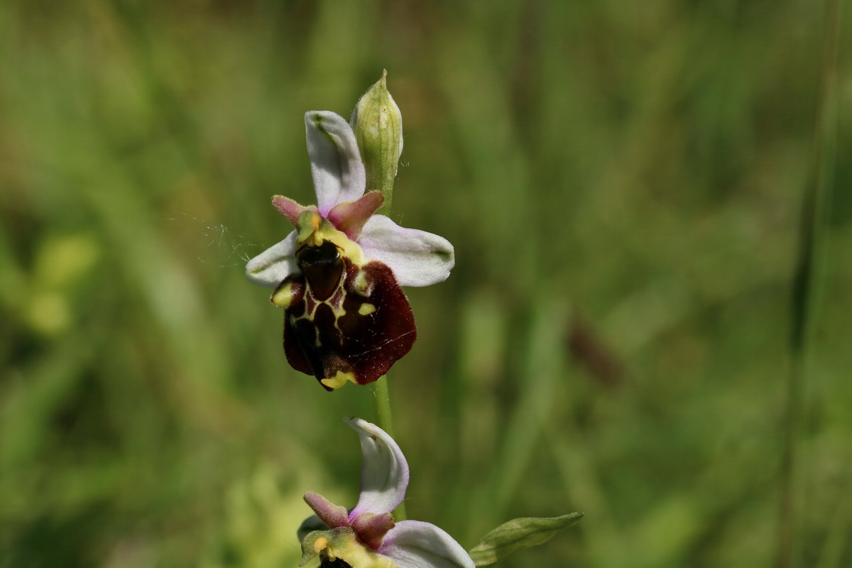 2017_05_26_032753p_Bildgr��e �ndern