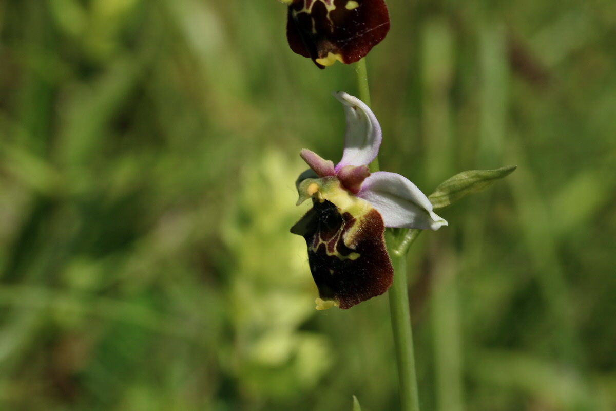 2017_05_26_032758p_Bildgr��e �ndern